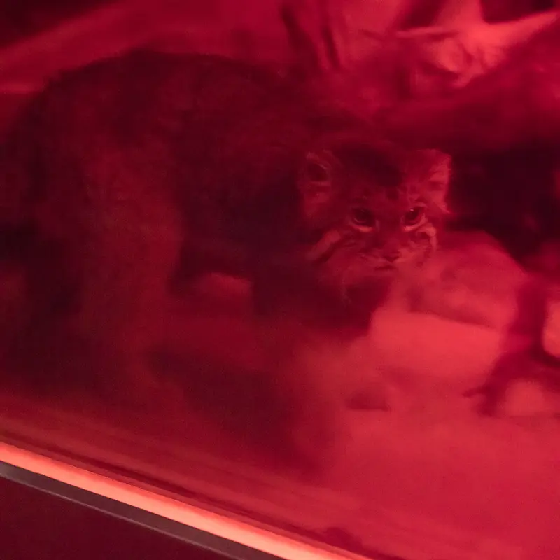 恩賜上野動物園のナイマの写真