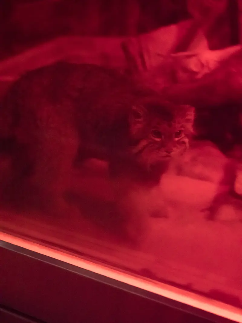 恩賜上野動物園のナイマの写真