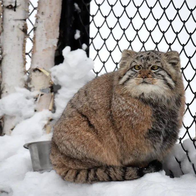 ノヴォシビルスク動物園のコソグラジクの写真