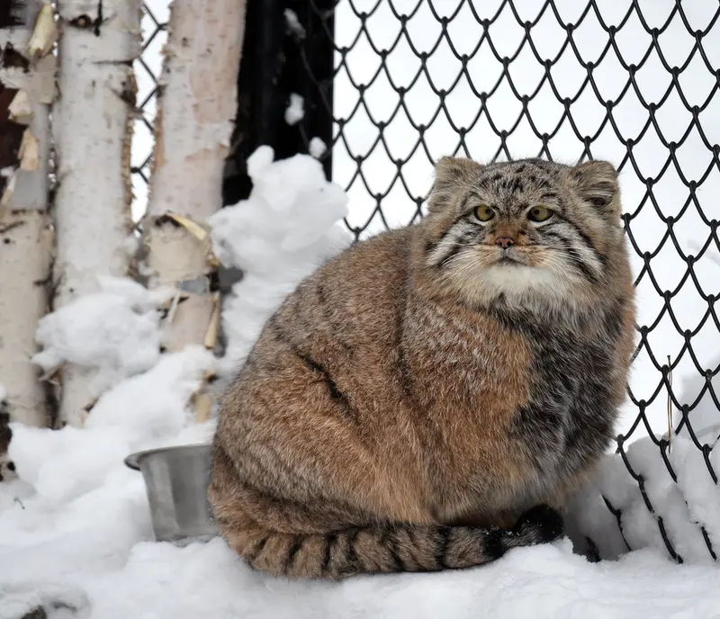ノヴォシビルスク動物園のコソグラジクの写真