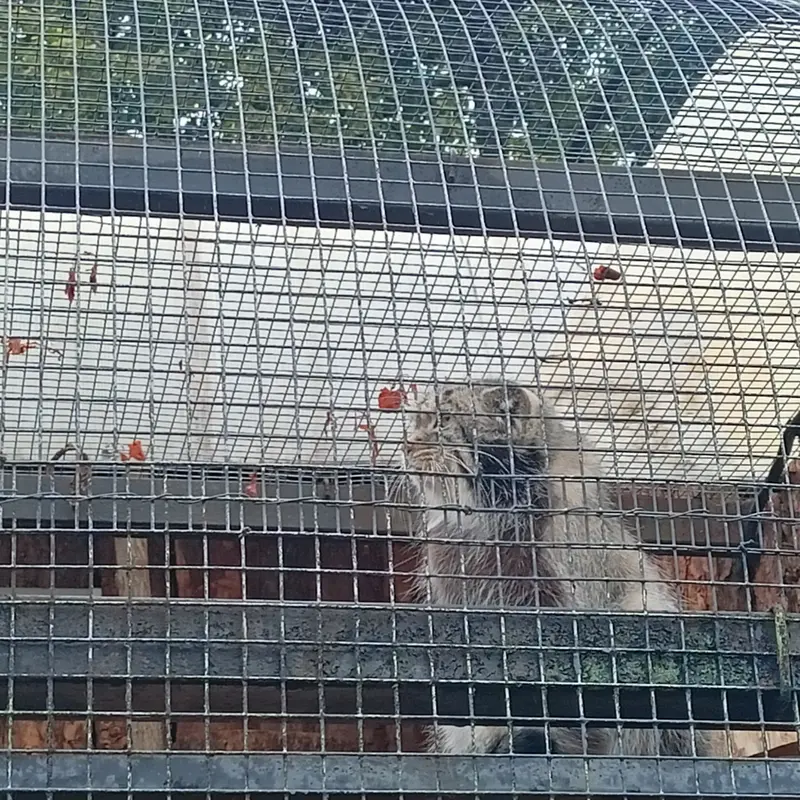 マヌルネコの写真