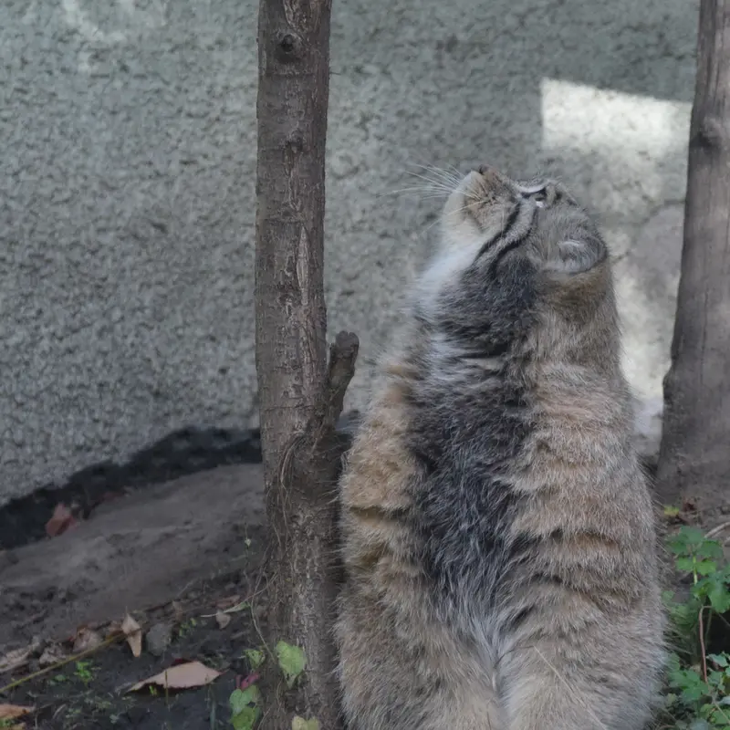 ブダペスト動物園＆植物園のボフスの写真