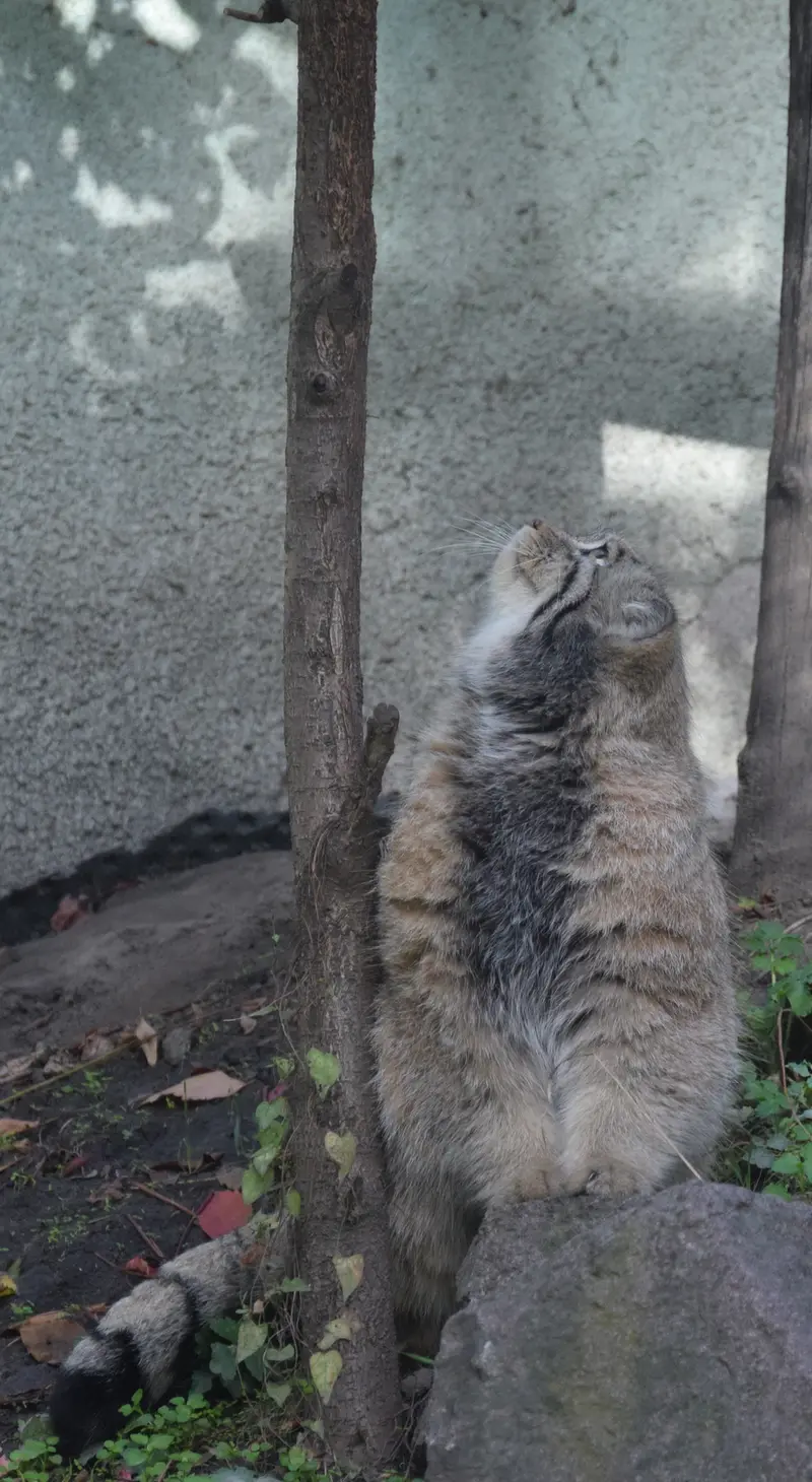 ブダペスト動物園＆植物園のボフスの写真