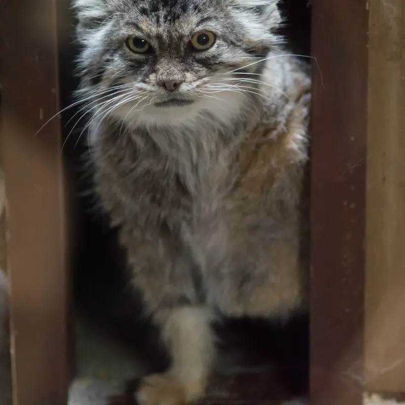恩賜上野動物園のプリームラの写真
