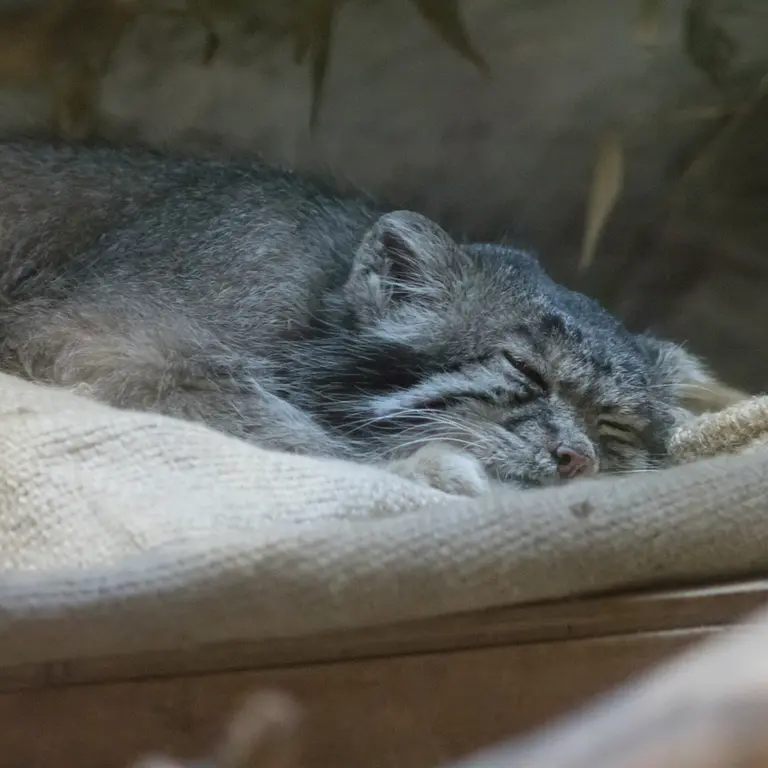 恩賜上野動物園のクリョンの写真