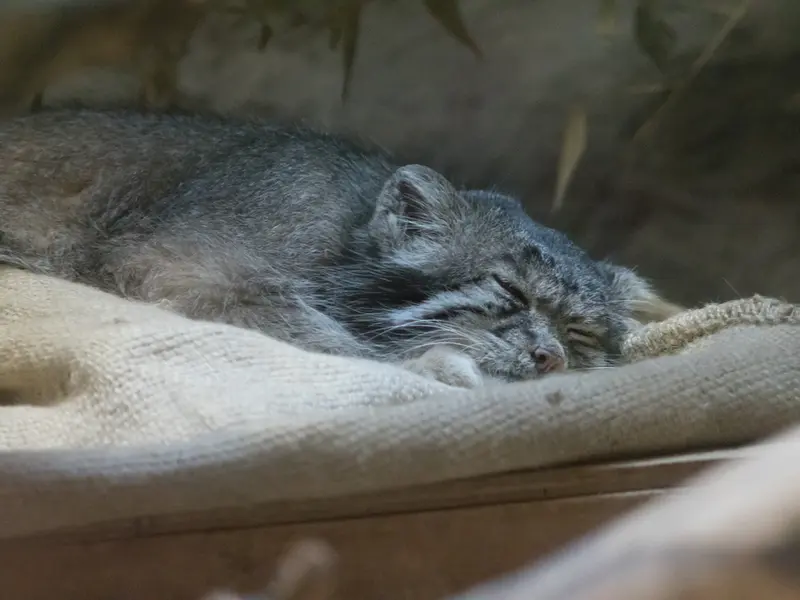恩賜上野動物園のクリョンの写真