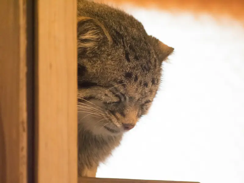埼玉県こども動物自然公園のオトの写真