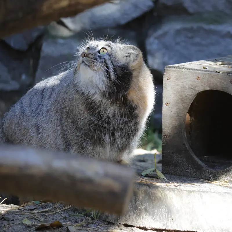 ノヴォシビルスク動物園のメンスの写真