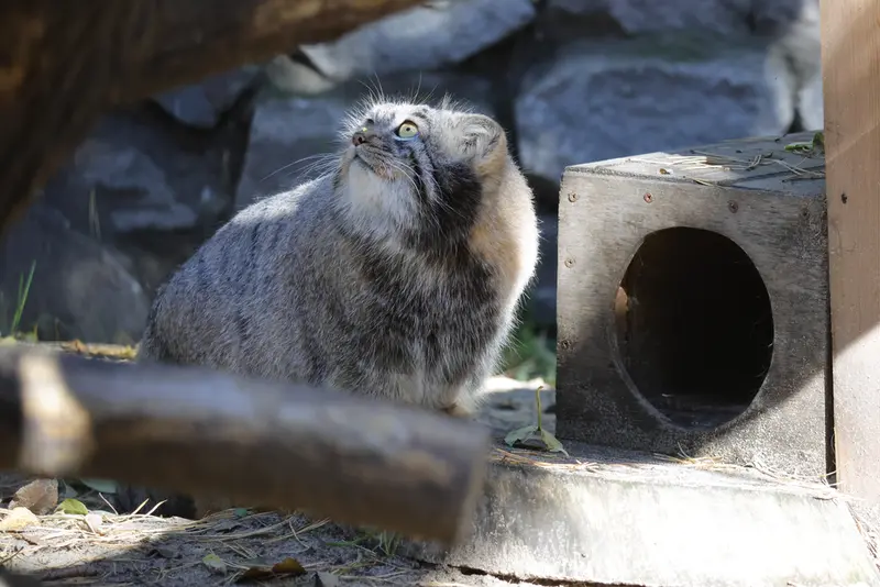 ノヴォシビルスク動物園のメンスの写真