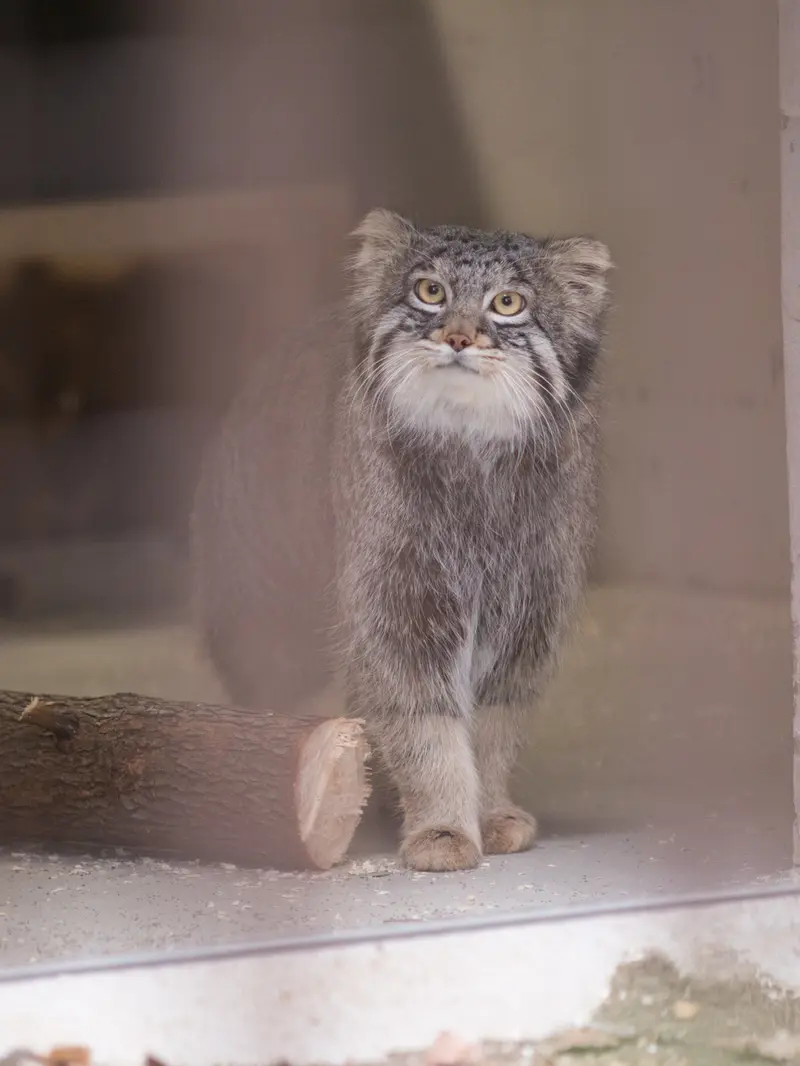 野毛山動物園のフィーガの写真