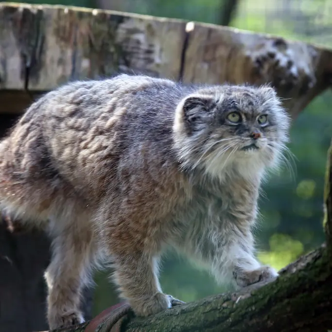 ウッチ動物園のパッツォの写真