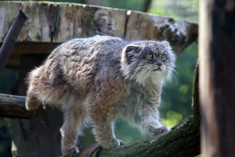 ウッチ動物園のパッツォの写真