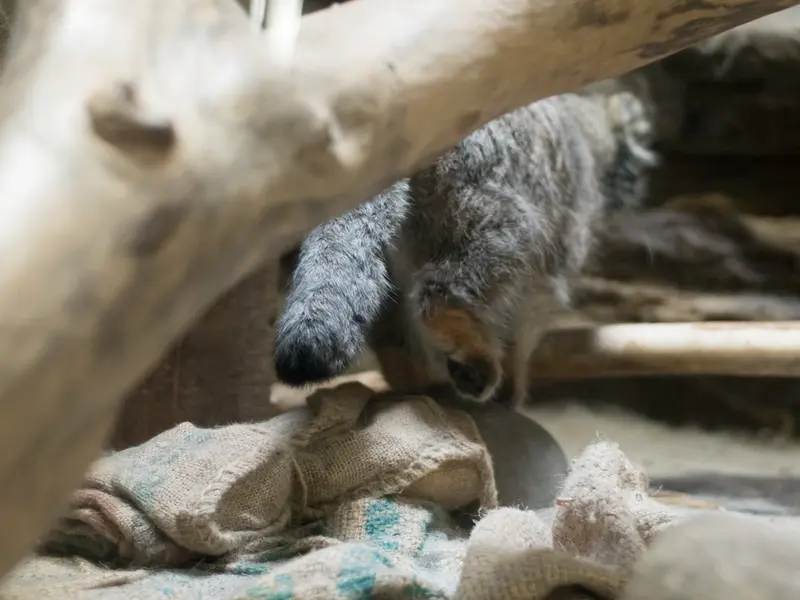 恩賜上野動物園のクリョンの写真