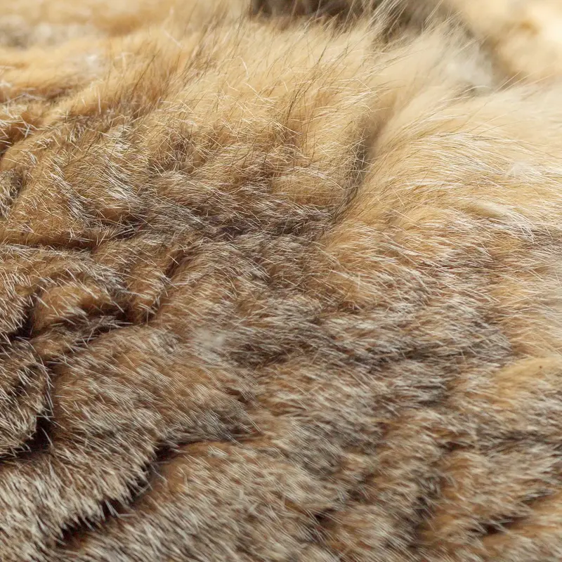 ノヴォシビルスク動物園のマヌルネコの写真