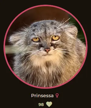 マヌルネコの写真