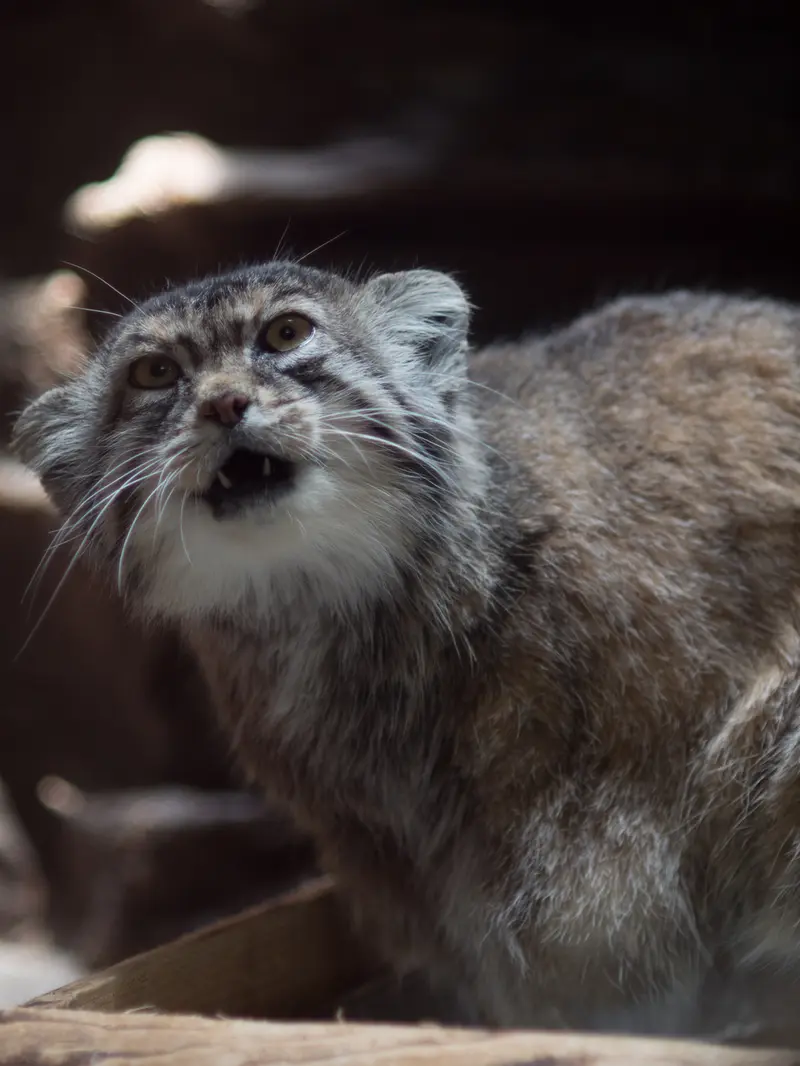 恩賜上野動物園のプリームラの写真