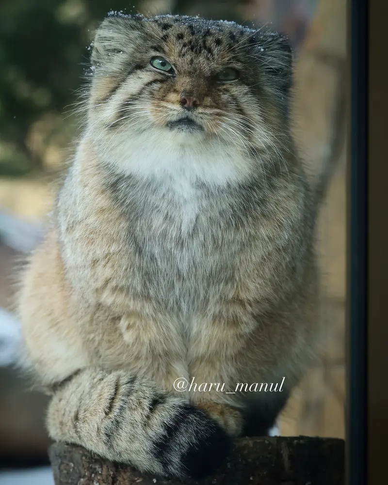那須どうぶつ王国のボルの写真