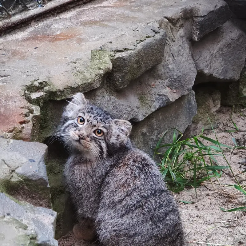 Novosibirsk ZooのKitten of イヴ b.2026 Ⅲの写真