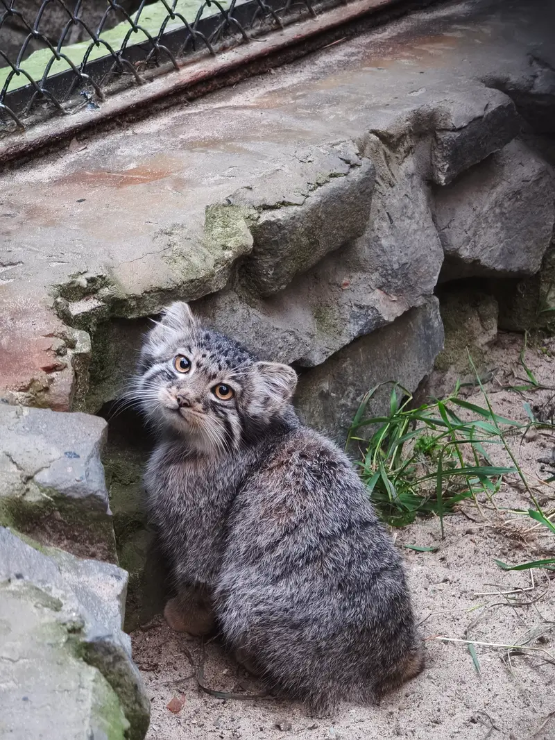 ノヴォシビルスク動物園のイヴの子（2026年生まれ）Ⅲの写真