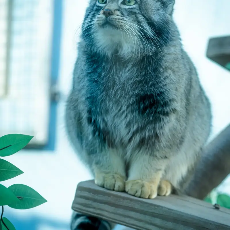 青海チベット高原野生動物園のスン・サンランの写真