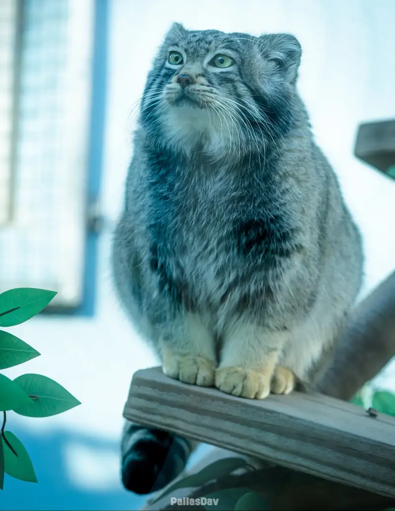 青海チベット高原野生動物園のスン・サンランの写真