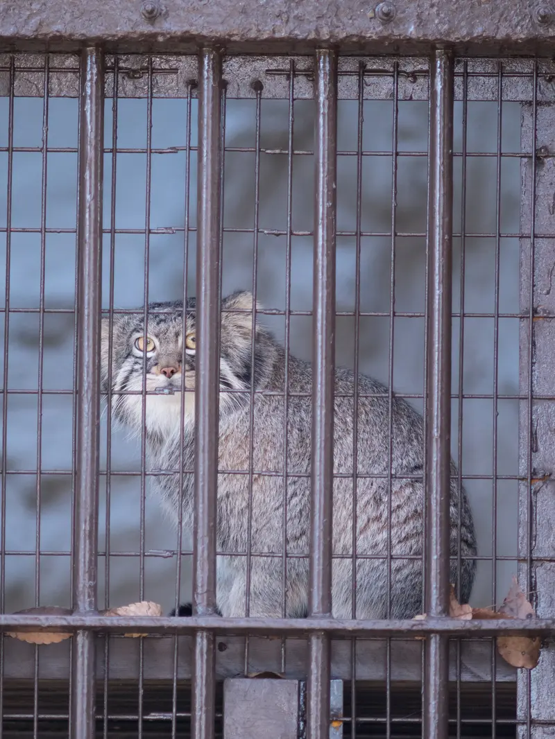 野毛山動物園のフィーガの写真