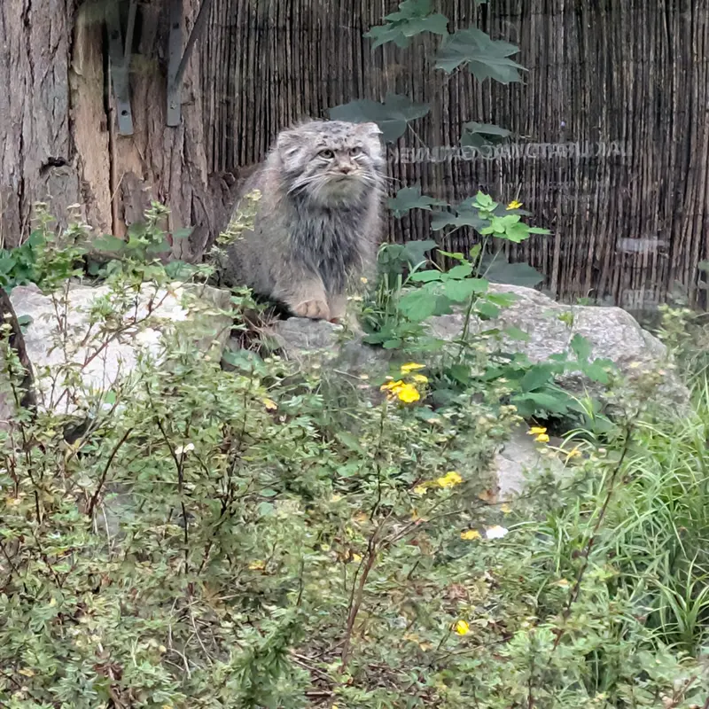 ヴロツワフ動物園のクビの写真