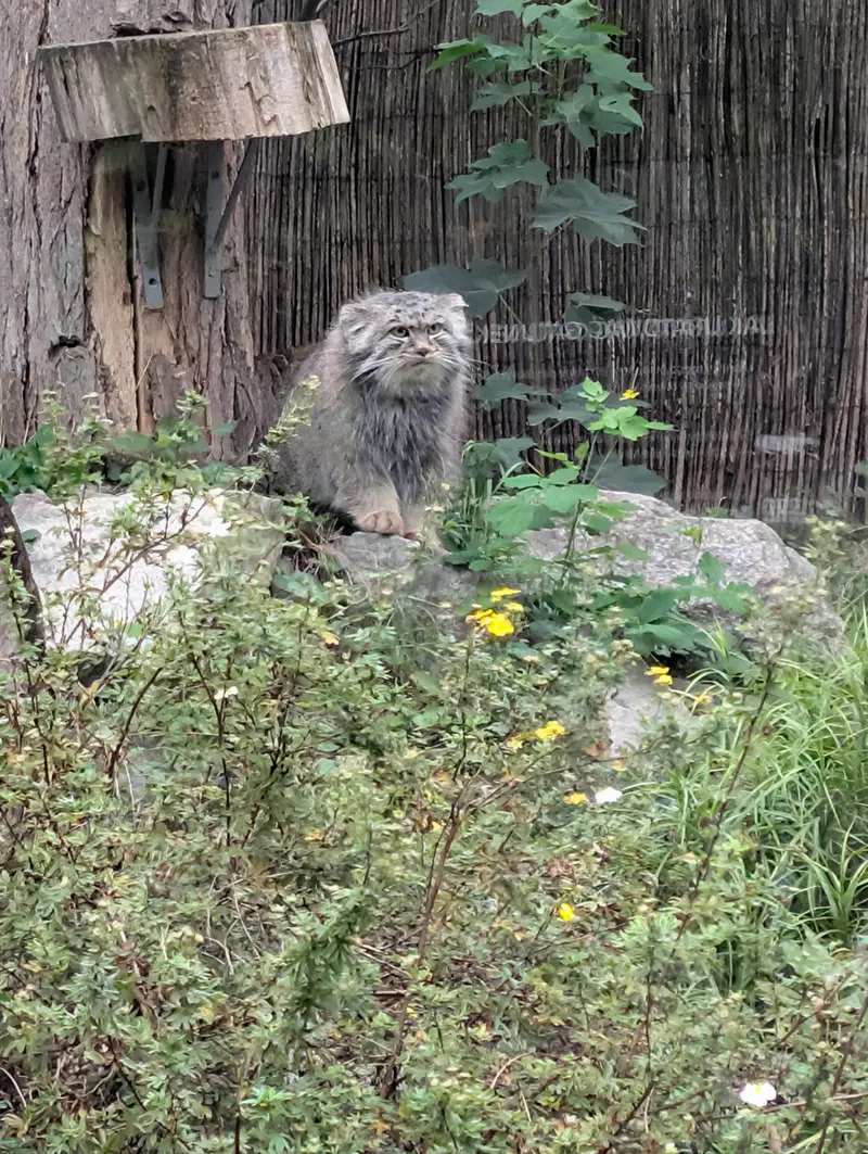 ヴロツワフ動物園のクビの写真