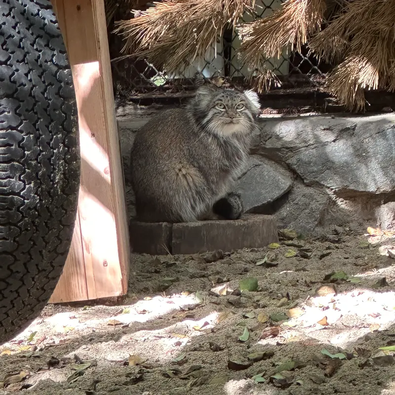 ノヴォシビルスク動物園のスネジンカの写真