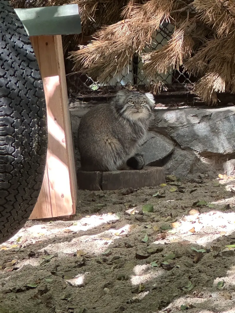 ノヴォシビルスク動物園のスネジンカの写真