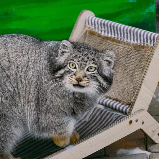 青海チベット高原野生動物園のスン・サンランの写真