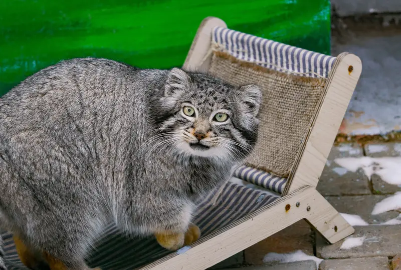 青海チベット高原野生動物園のスン・サンランの写真