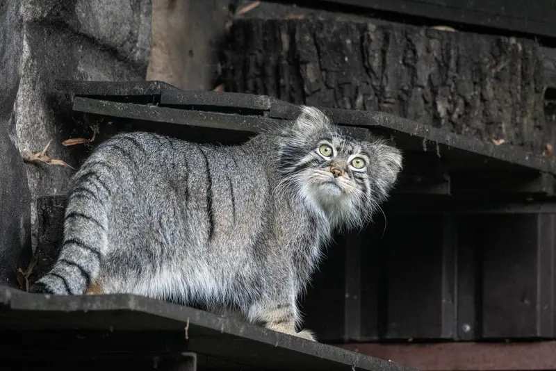 モスクワ動物園のティモフェイの写真
