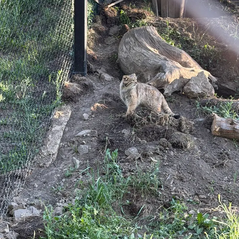 エレバン動物園のマノーの写真