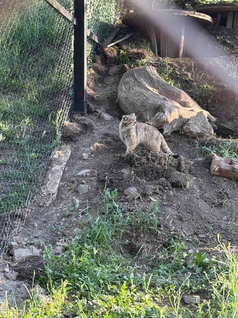 エレバン動物園のマノーの写真