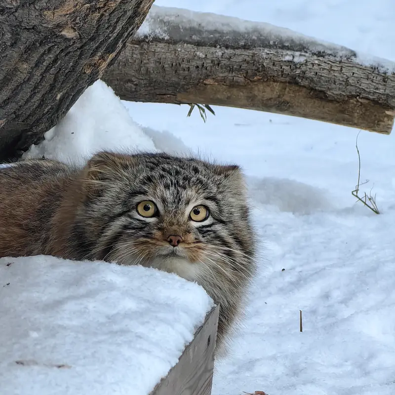 ノヴォシビルスク動物園のアッケムの写真