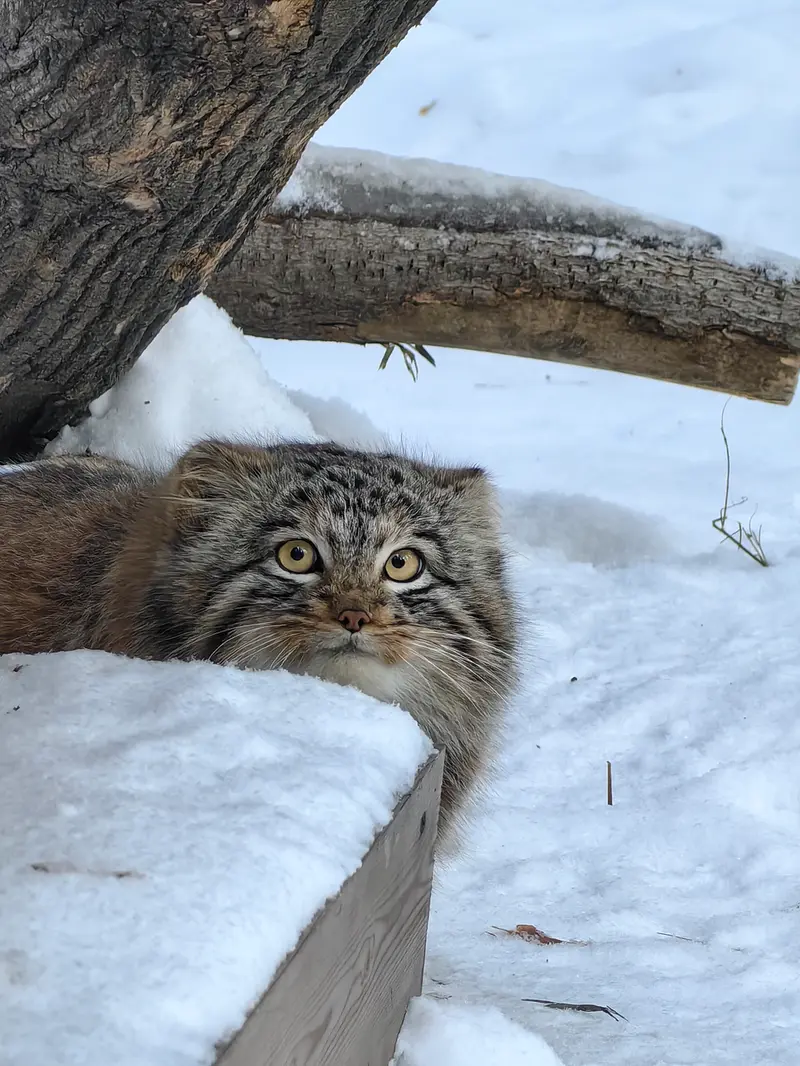 ノヴォシビルスク動物園のアッケムの写真