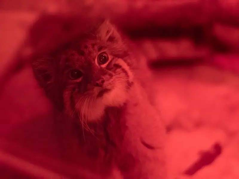 恩賜上野動物園のナイマの写真