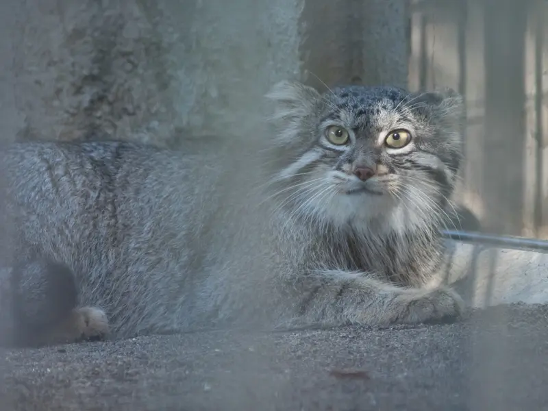 野毛山動物園のフィーガの写真