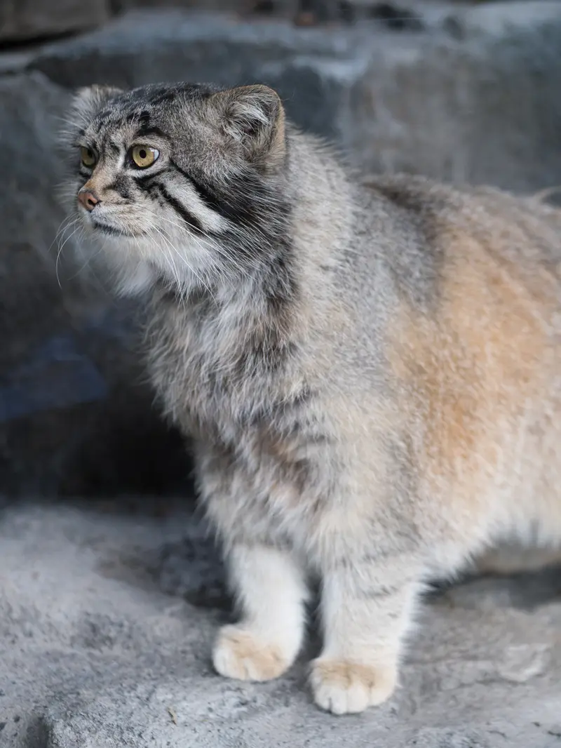 旭山動物園のグルーシャの写真