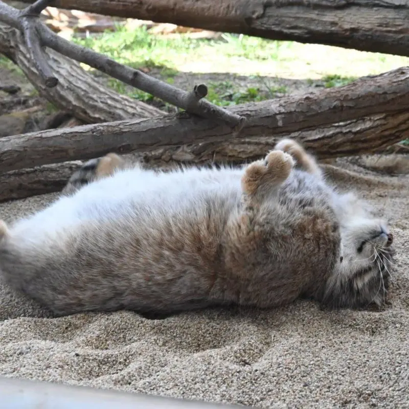 青海チベット高原野生動物園のスン・スーミャオの写真