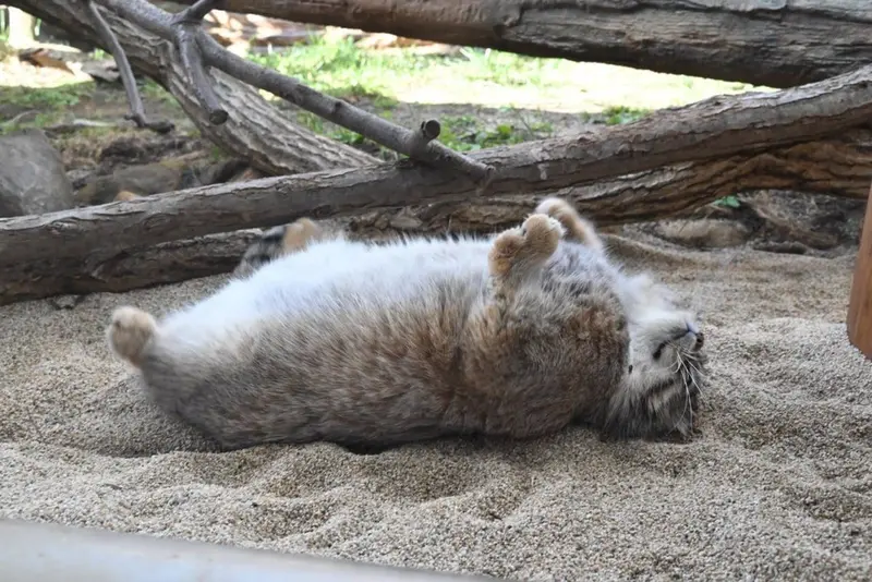 青海チベット高原野生動物園のスン・スーミャオの写真
