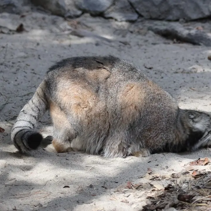 ノヴォシビルスク動物園のマヌルネコの写真