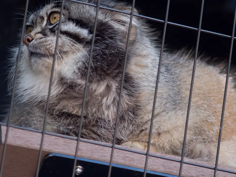 旭山動物園のグルーシャの写真