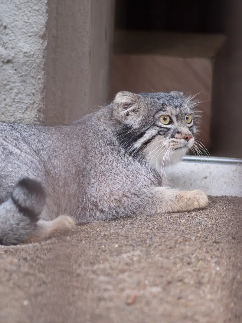 野毛山動物園のフィーガの写真