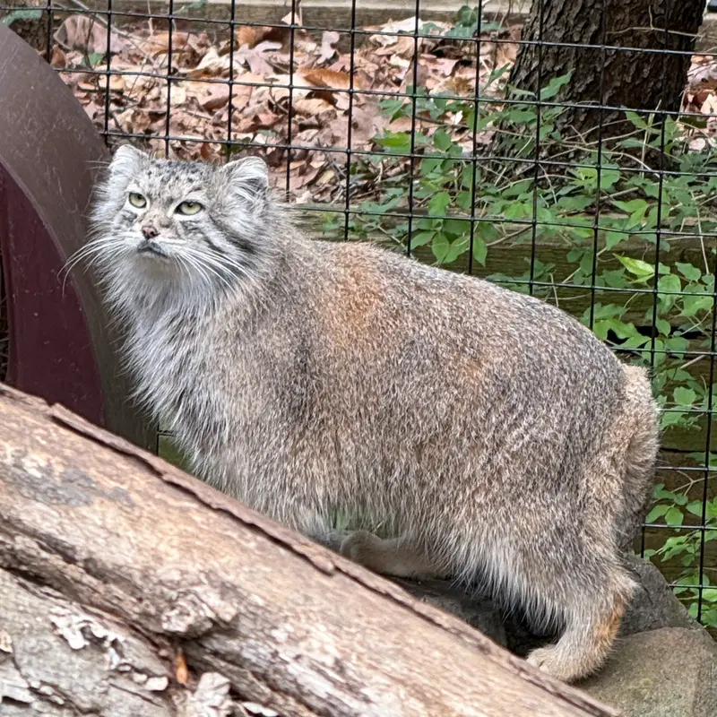 スミソニアン国立動物園のセバの写真