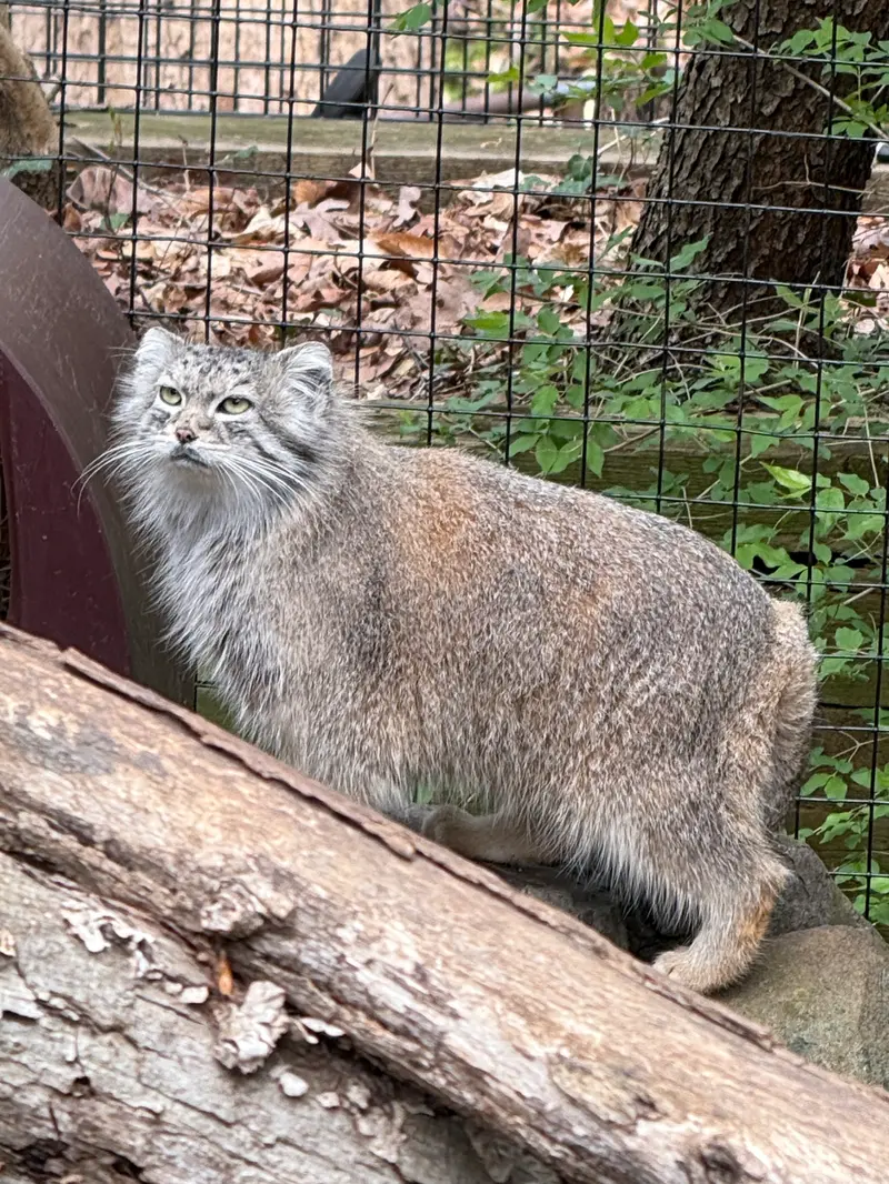 スミソニアン国立動物園のセバの写真