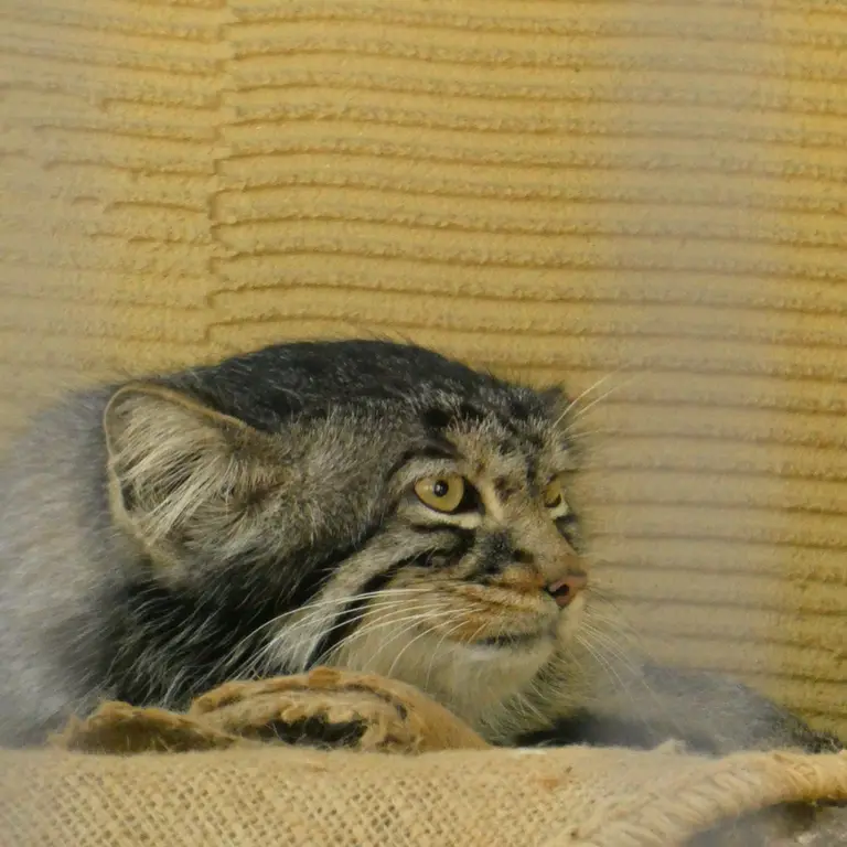 旭山動物園のヒデの写真