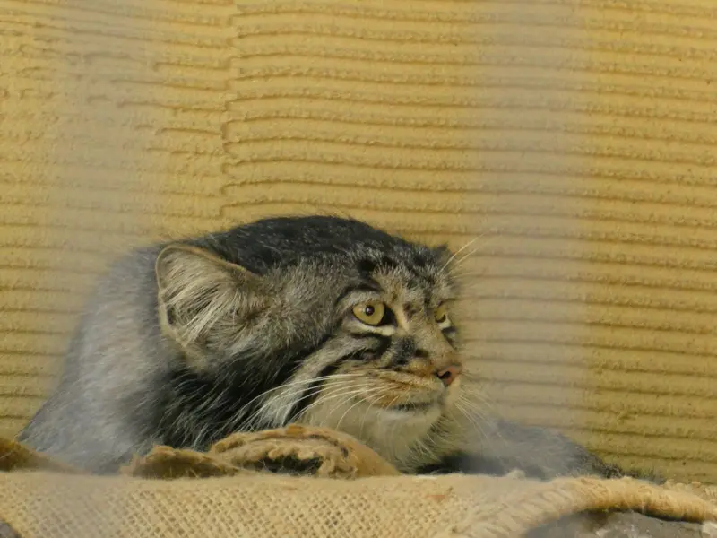 旭山動物園のヒデの写真