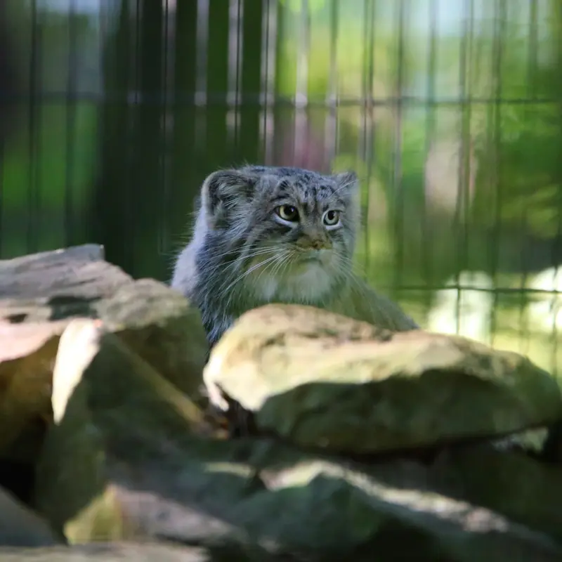 クラクフ動物園のツァスの写真